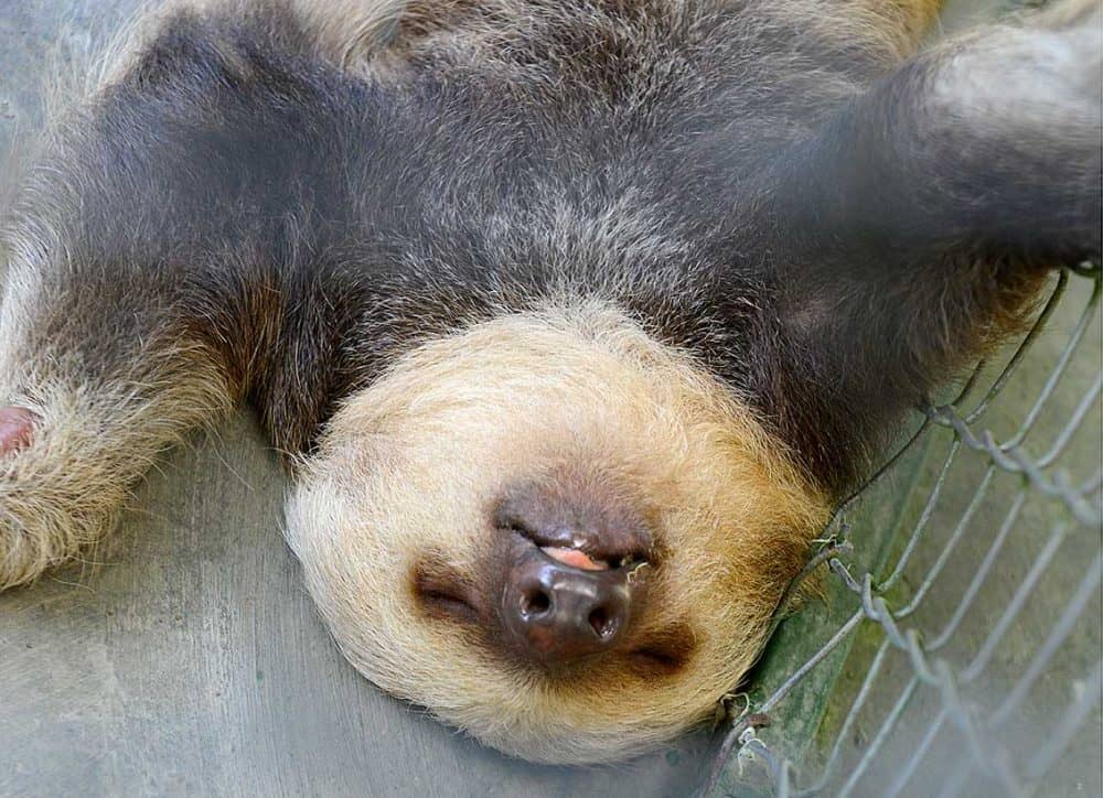 Sloth Resting in Costa Rica