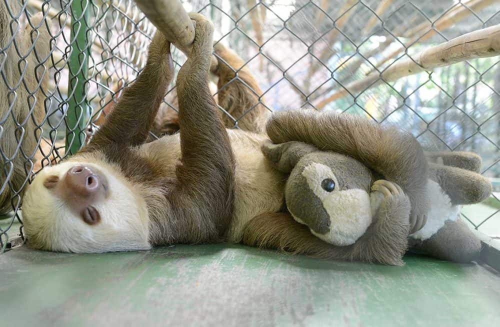 Sloth resting after being rescued in Costa Rica