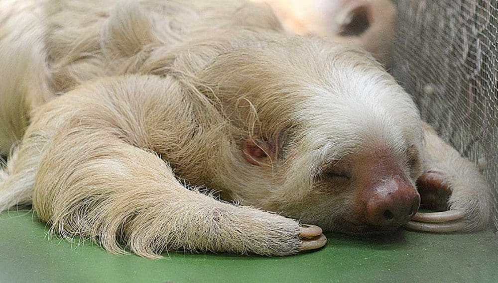 Sloth resting in Costa Rica