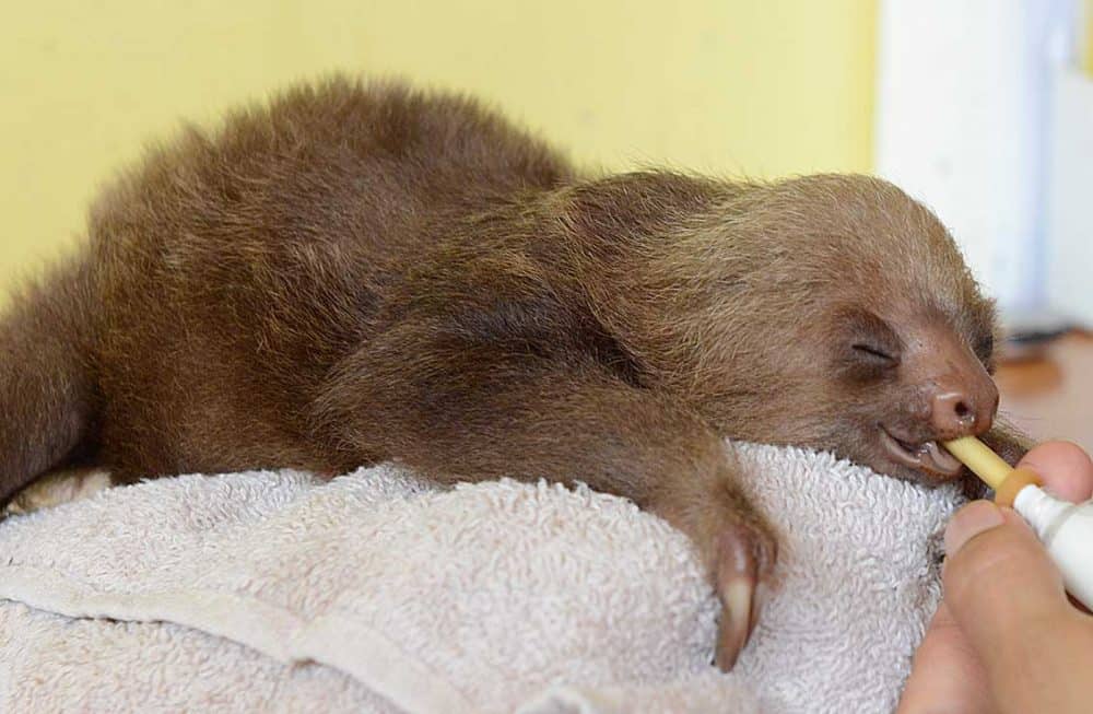 Sloth Rescued in Costa Rica