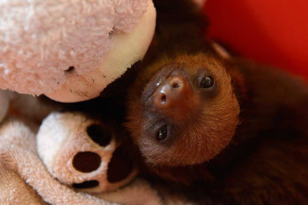 Baby Sloth in Costa Rica