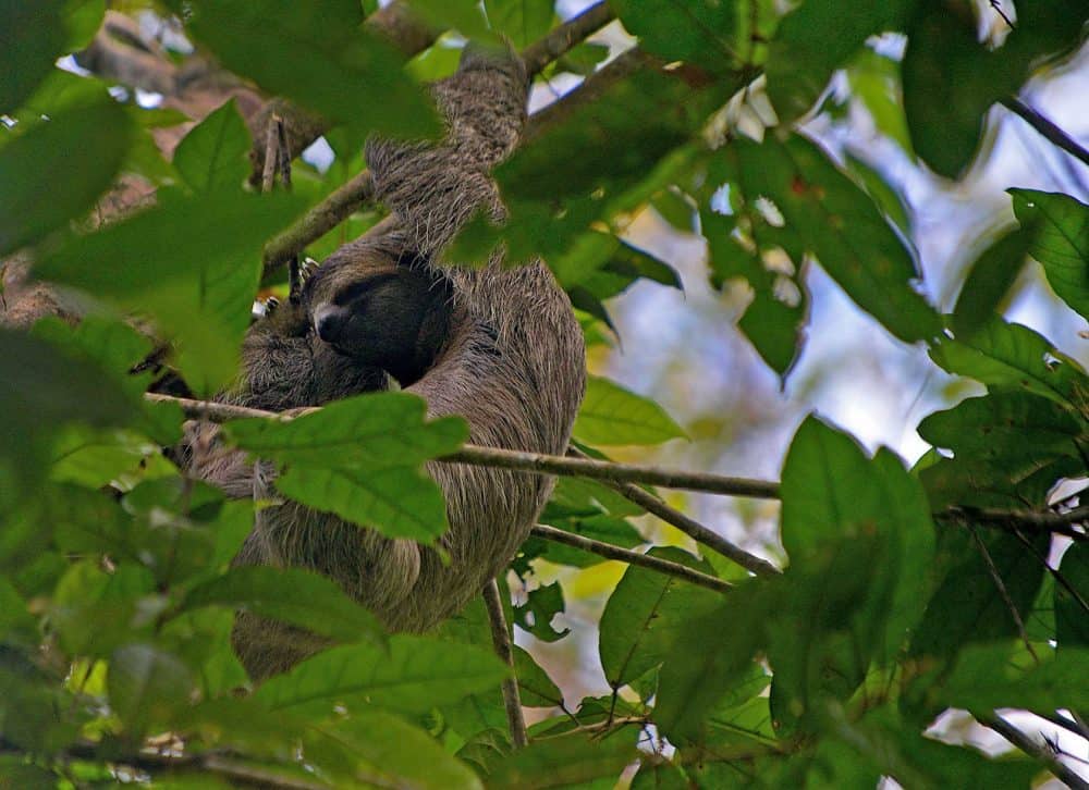 Sloth Hiding the tree in Costa Rica