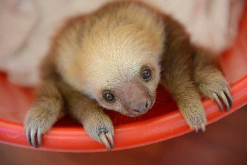 Baby Sloth Rescued in Costa Rica