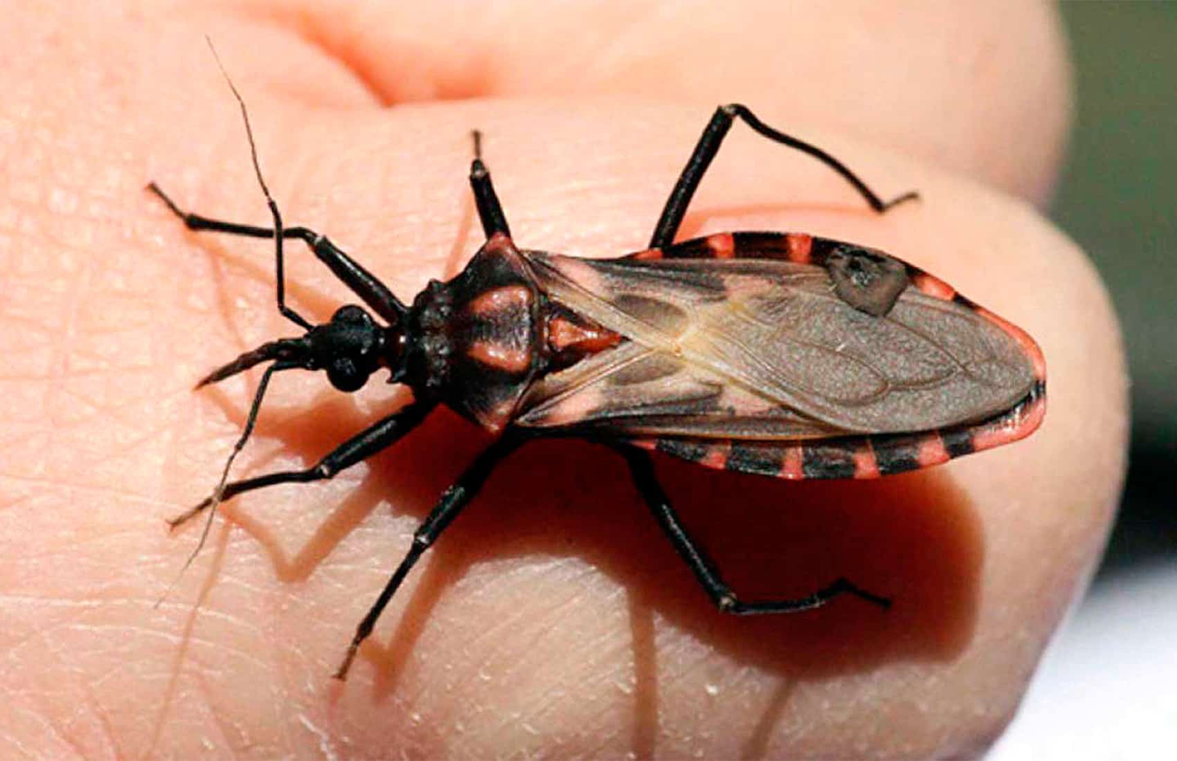 Triatomine or kissing bug
