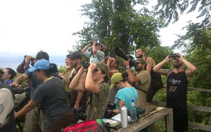 Birders looking up at raptors