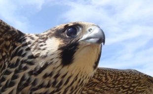 Close-up of Peregrine Falcon