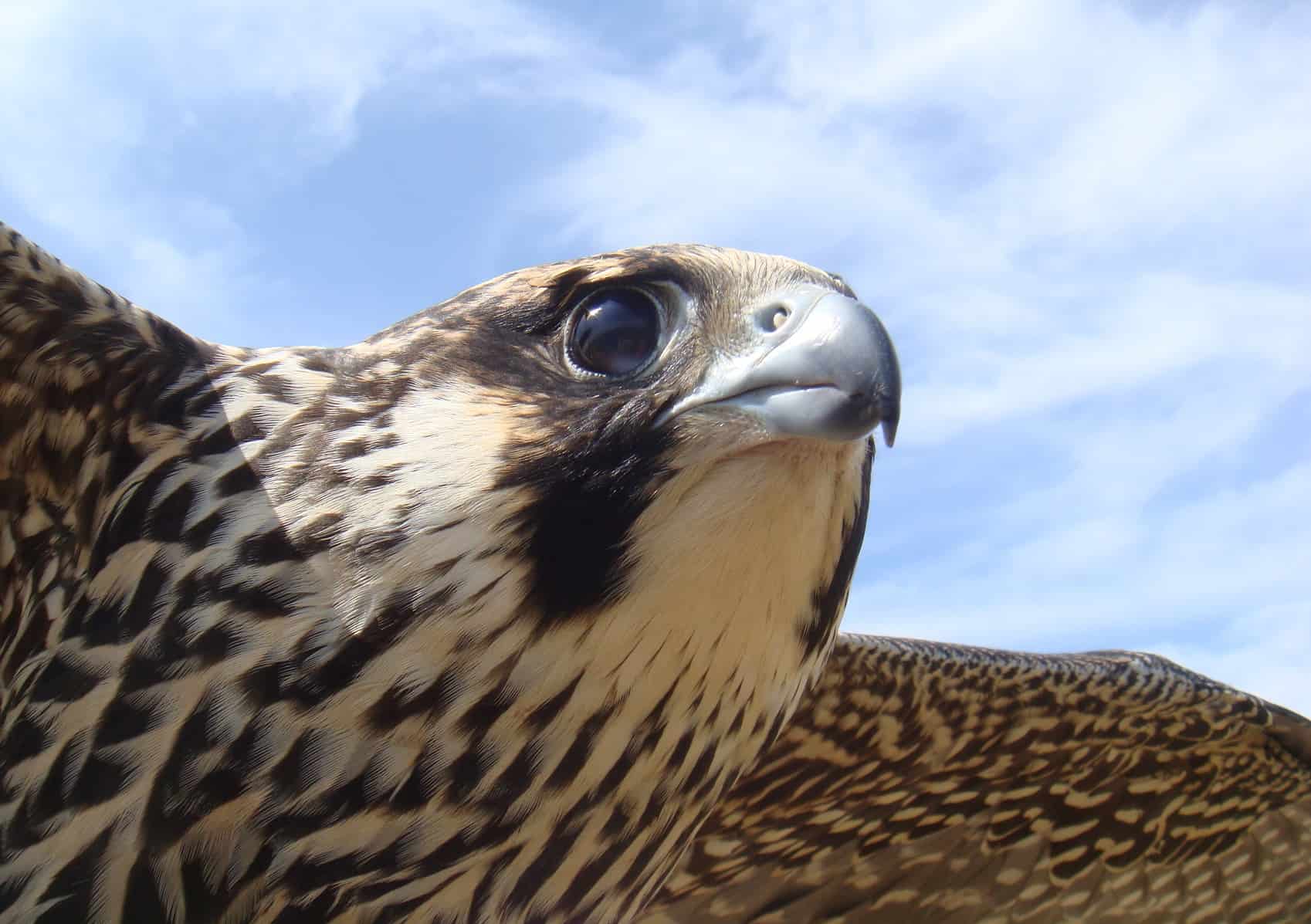 Close-up of Peregrine Falcon