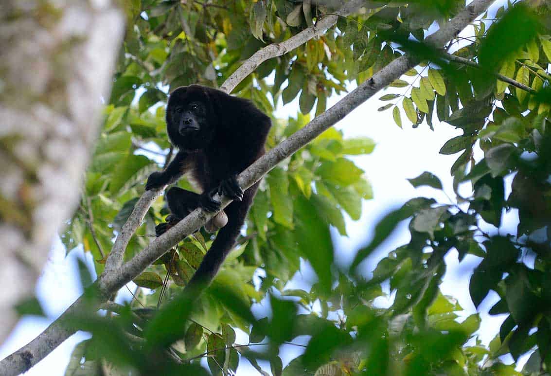 Costa Rica howler monkeys
