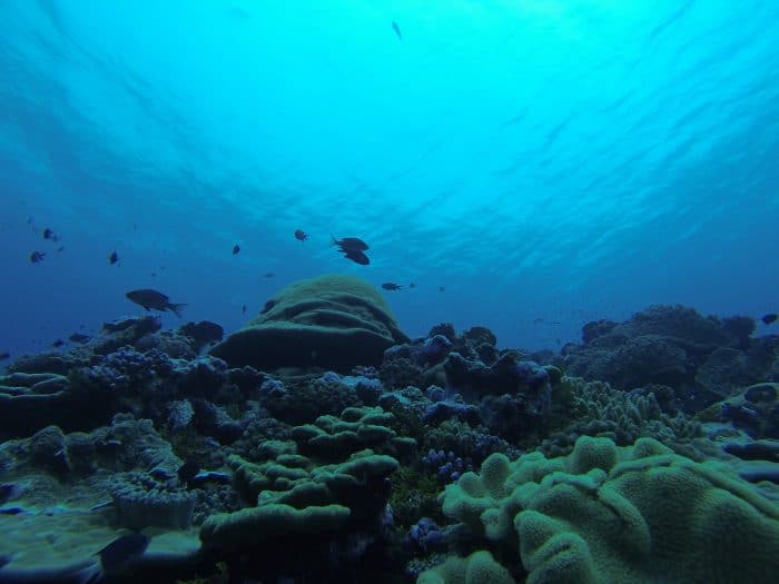 Costa Rica ocean conservation