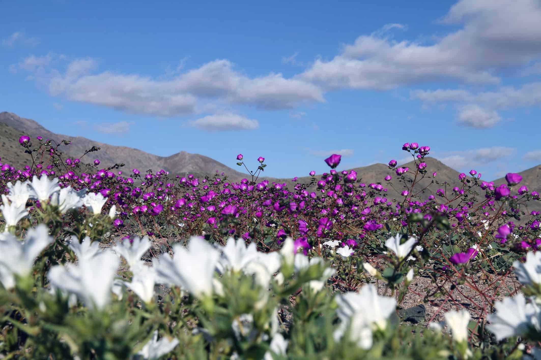 flowers in the Atacama desert