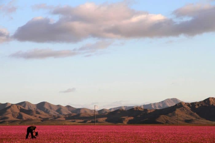 desert covered in flowers