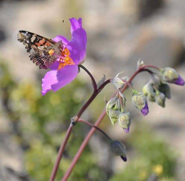 flower with butterfly in Atacama