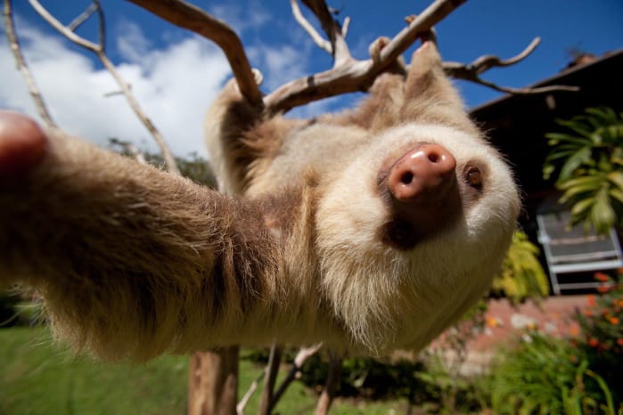 Sloth Climbing in Costa Rica