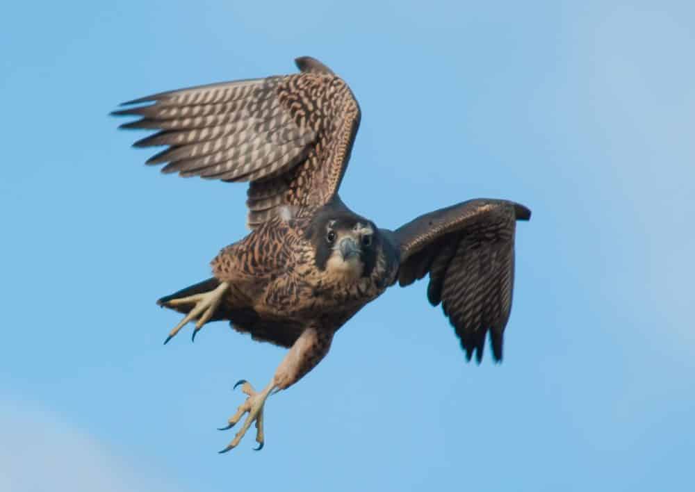 Costa Rican Raptor Fall migration at Kèköldi, Costa Rica's million-raptor watch site : The ...