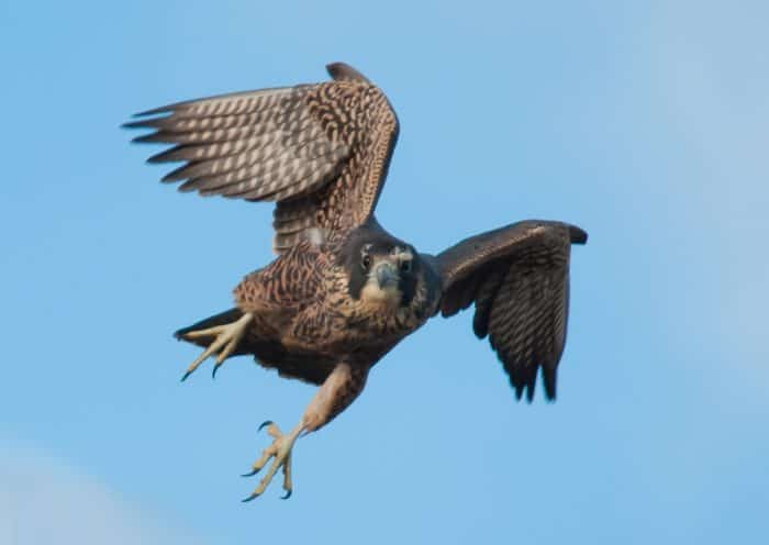 Juvenile peregrine falcon in flight