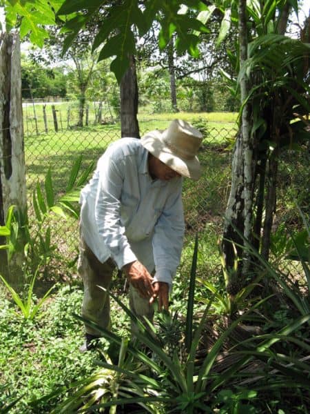 Ramón Machado working on his finca.