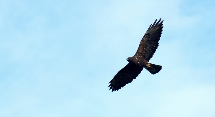 Swainson's hawk in flight.