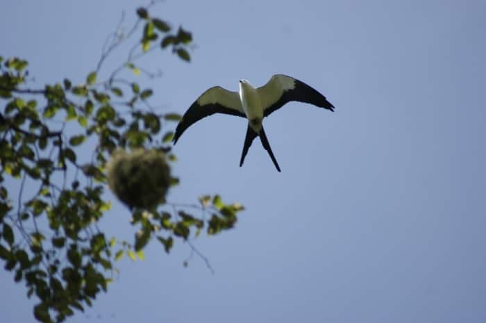 A Swallow-tailed Kite in flight