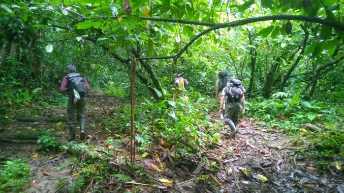 Birders hiking through the forest