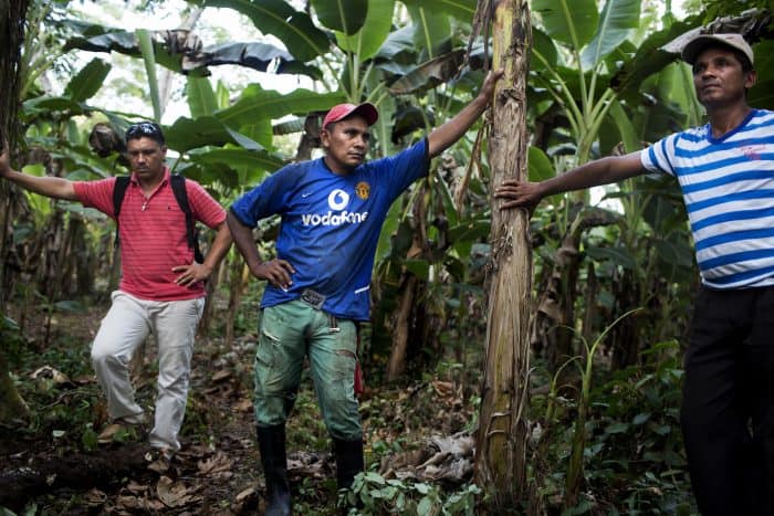 Colombia coca production