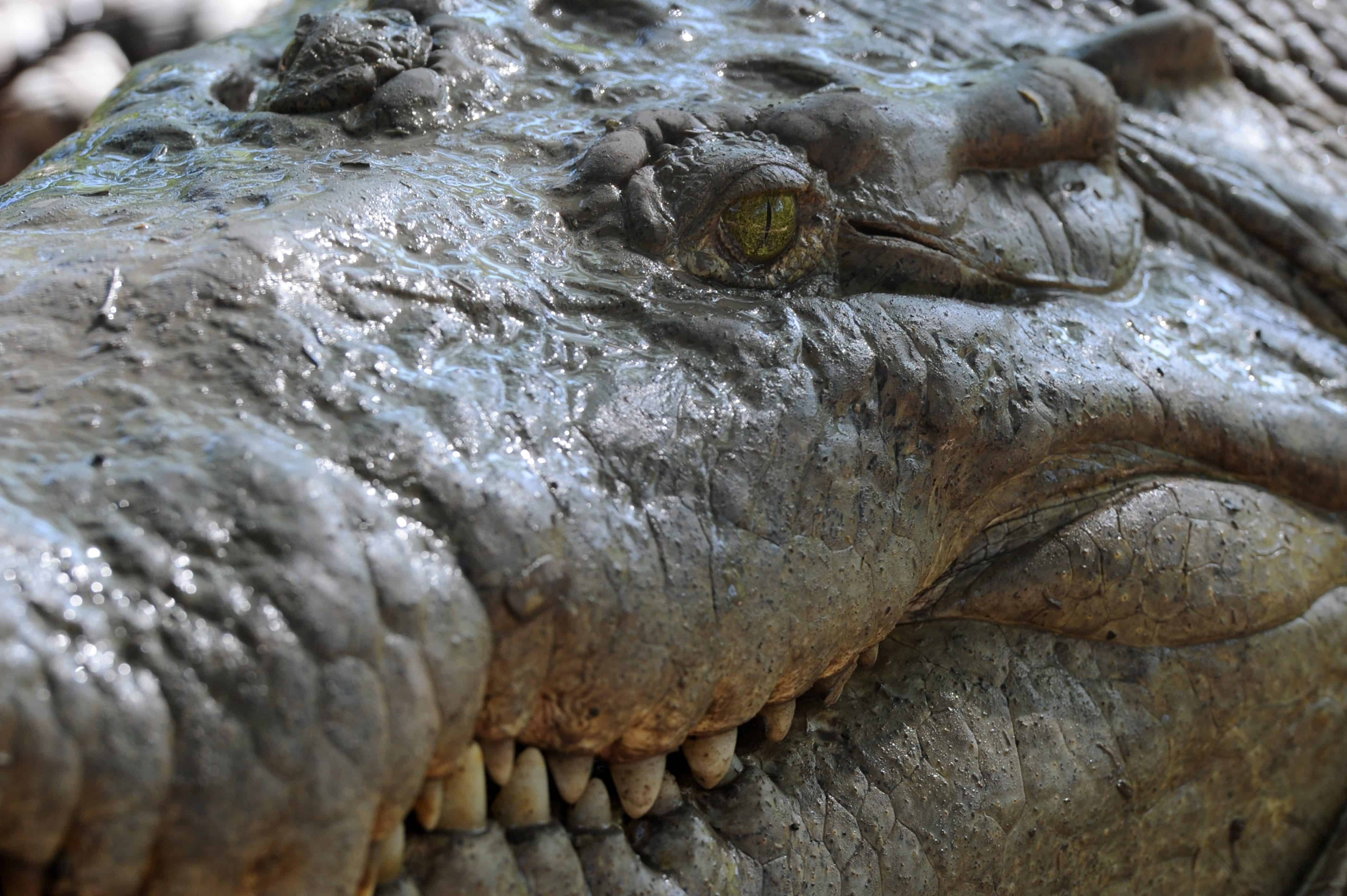 Costa Rica Crocodile Attack