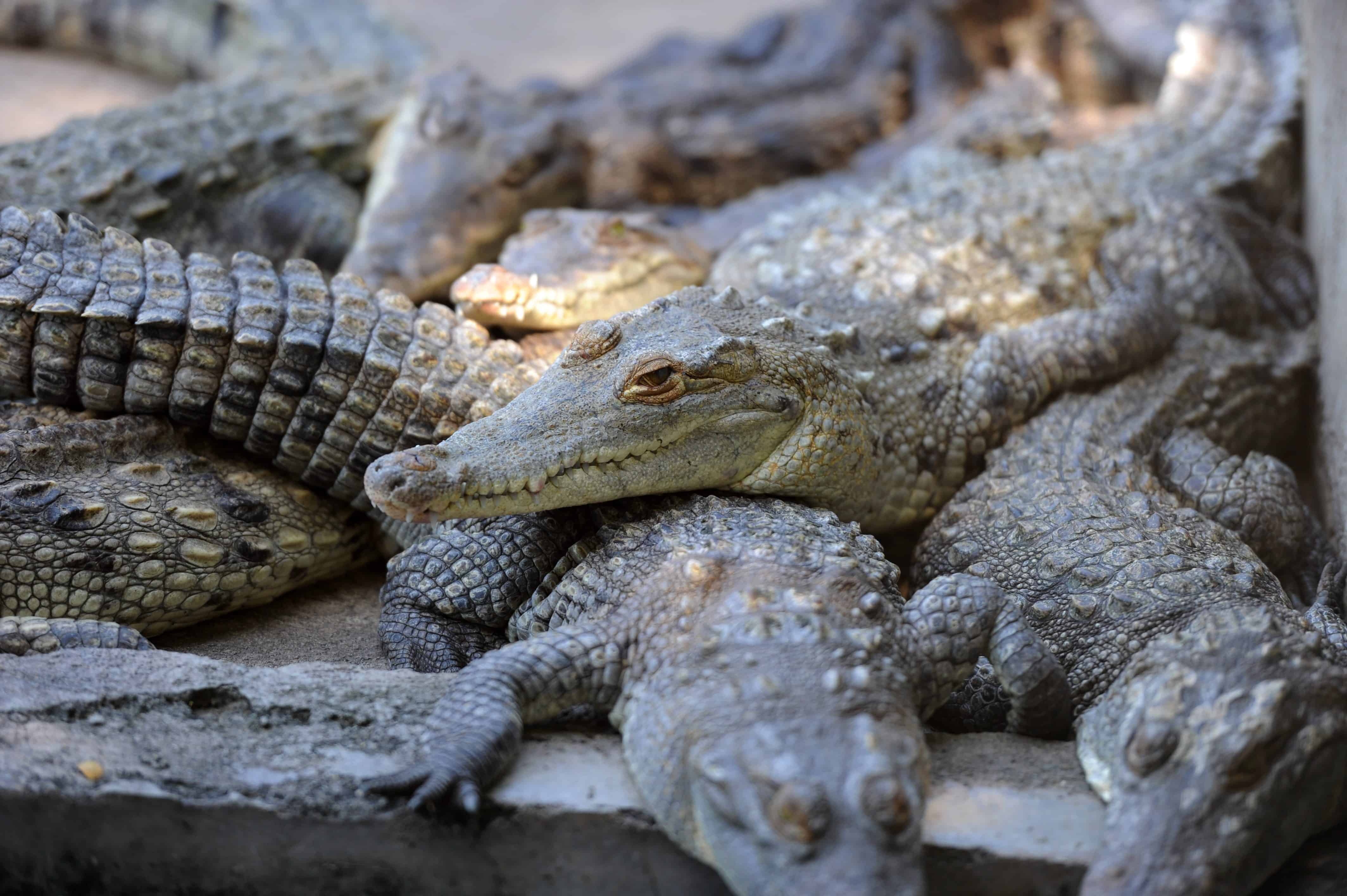 Honduras crocodiles