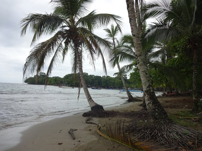 Palm trees on the beach at Puerto Viejo.