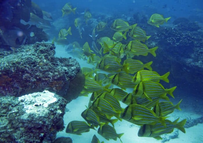 Cabo Pulmo National Marine park: Mexico conservation