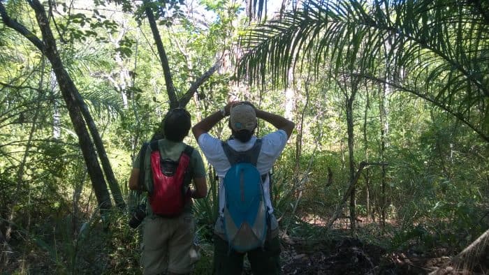 Observadores de aves de Guanacaste miran hacia arriba