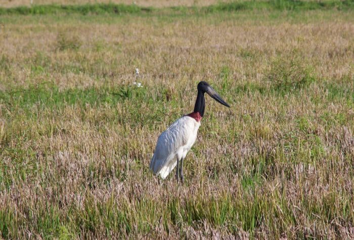 Jabiru in a field