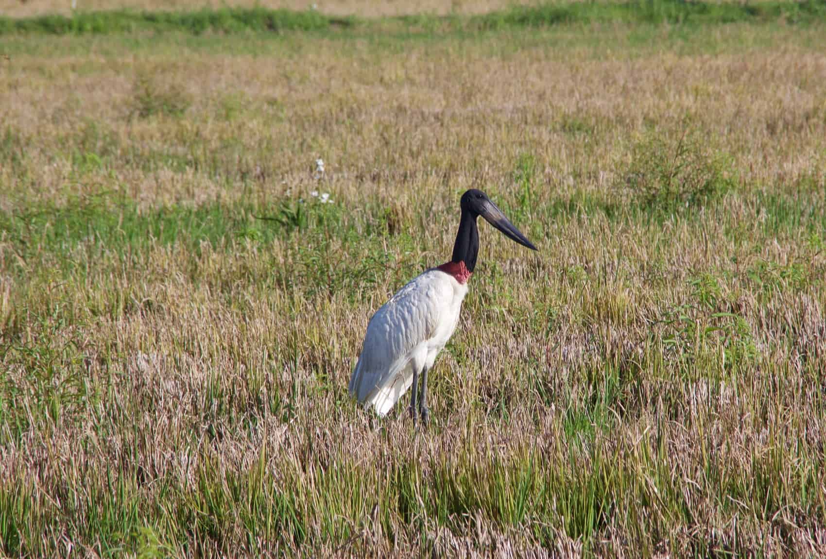 Jabiru in a field in Costa Rica