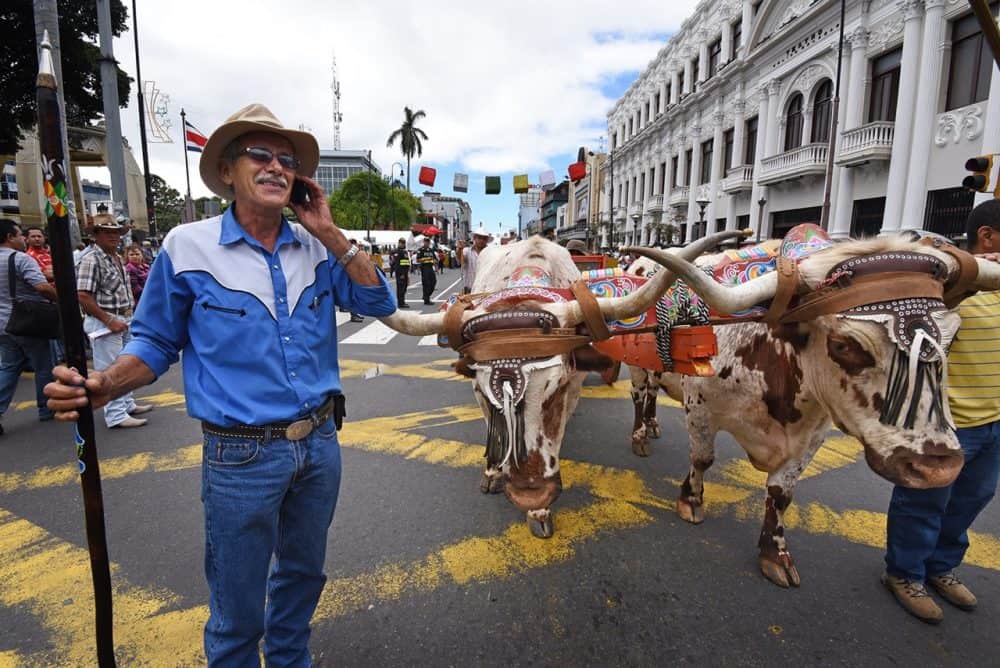 Oxen adorned with traditional harnesses pull an oxcart during Costa Rica's UNESCO-recognized oxcart parade