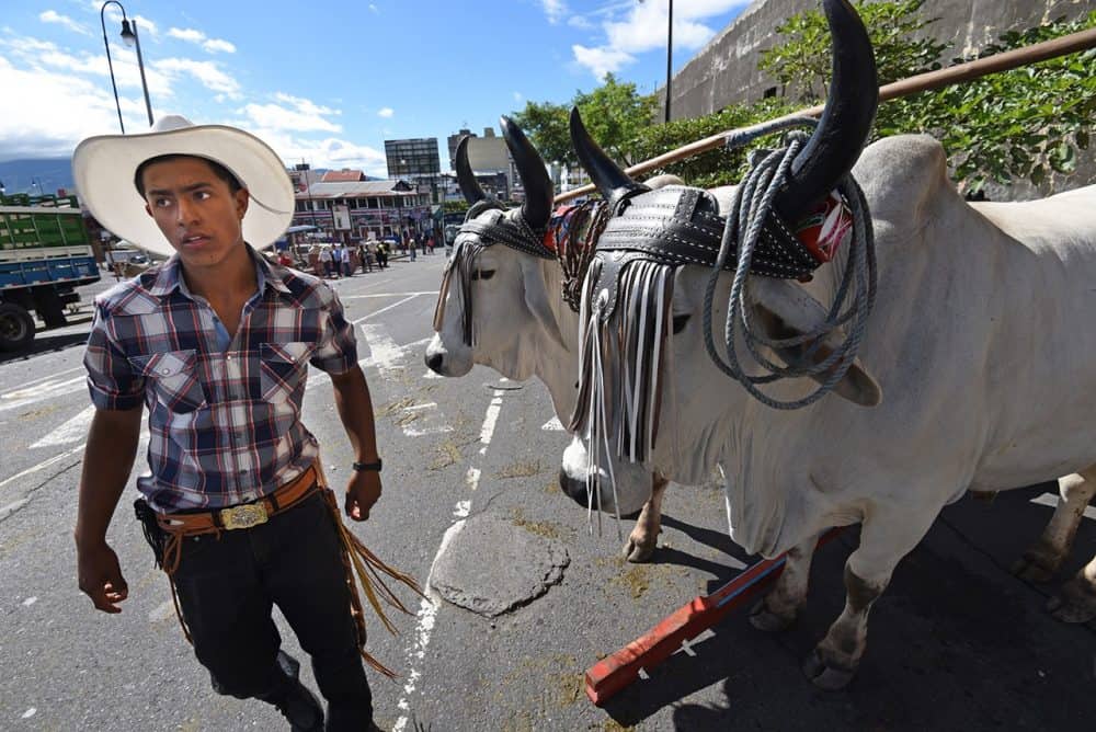 Costa Rican oxcarts