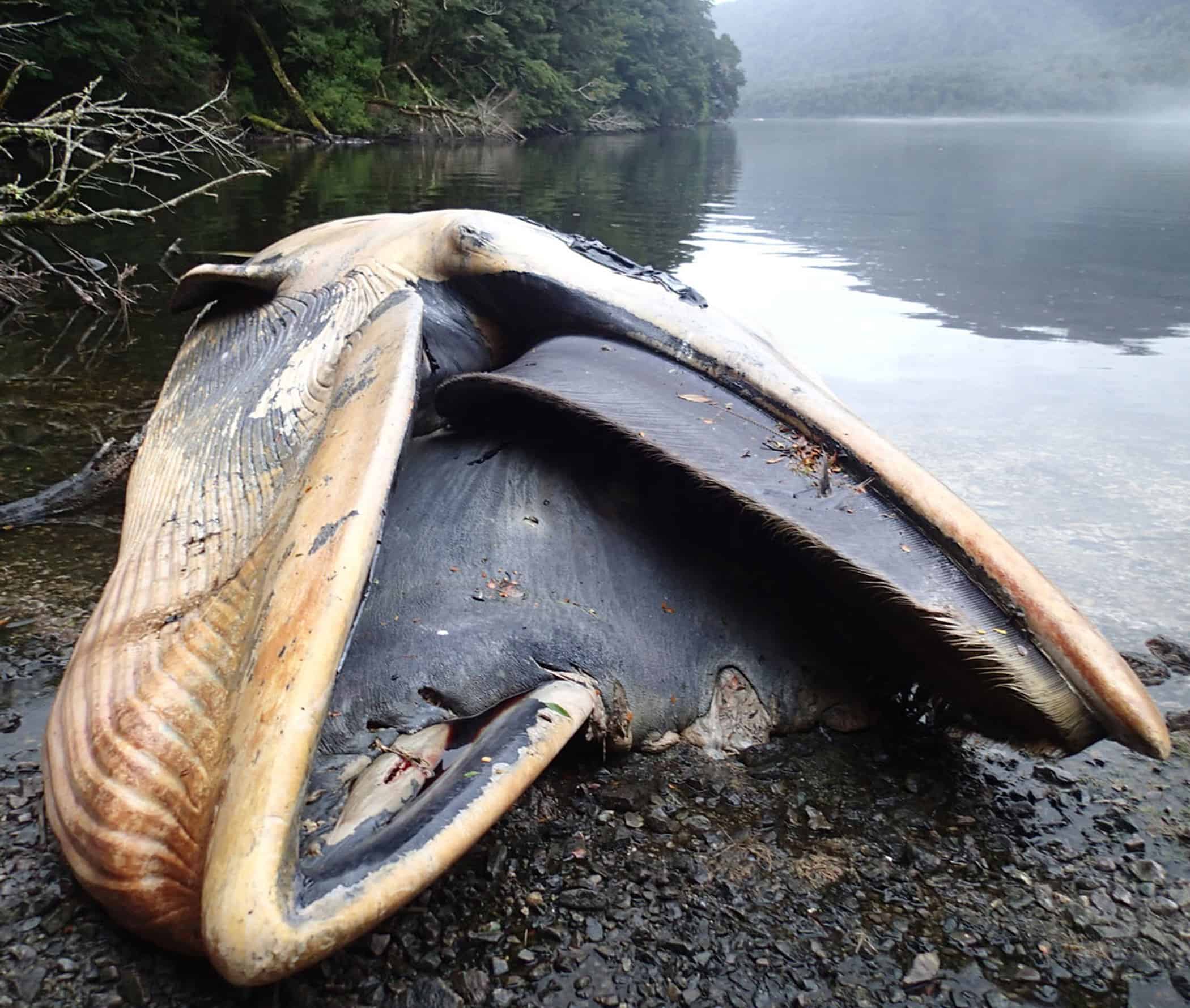 dead sei whale