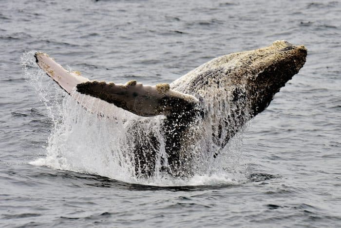 Humpback Whales in Costa Rica