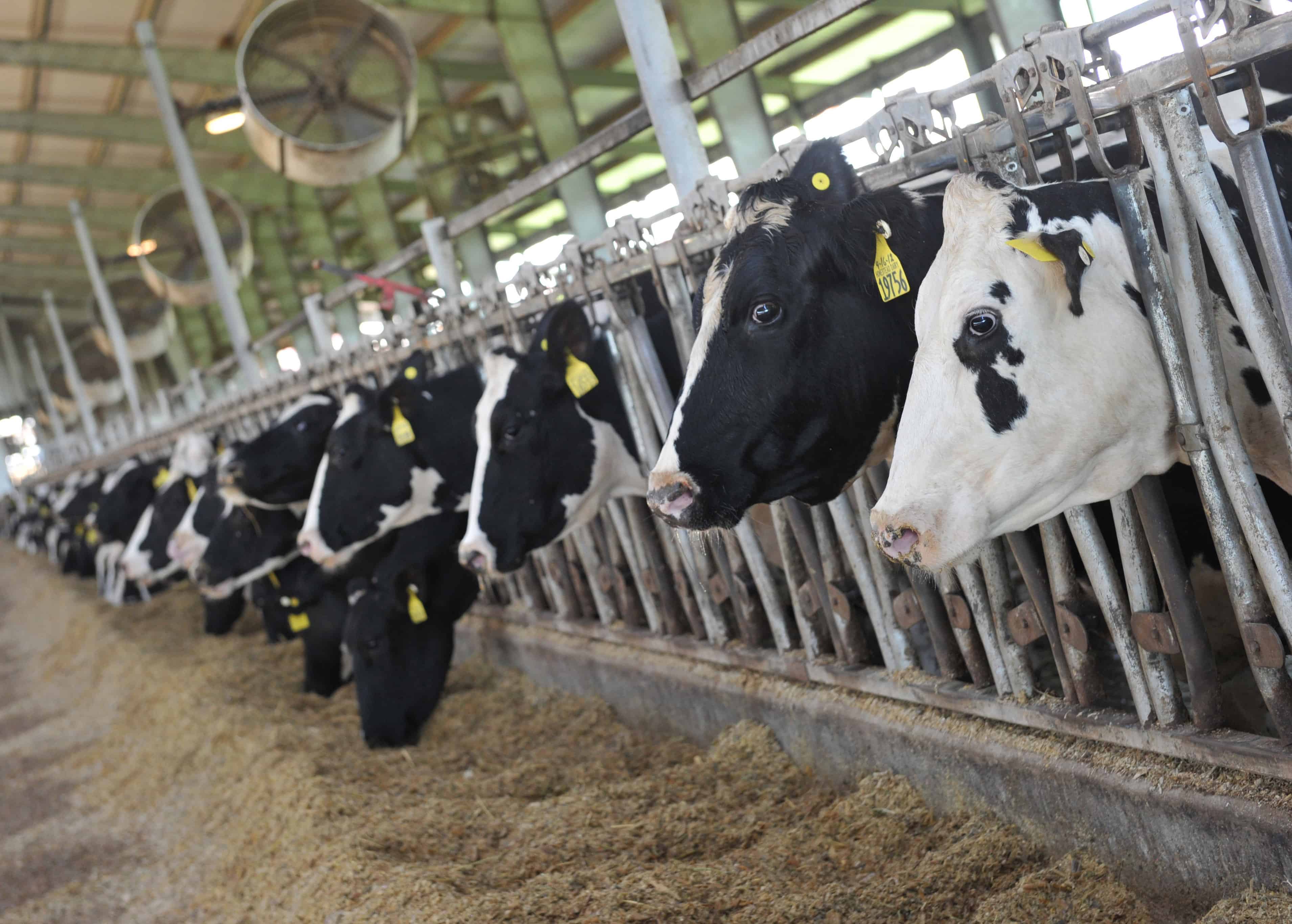US trade sanctions; cattle, livestock
