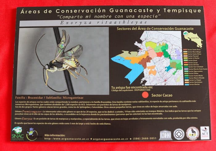 Plaque dedicating wasp species to Rita Ashley