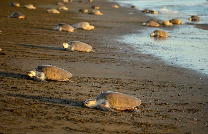 Costa Rica sea turtles nest by the thousands at Ostional