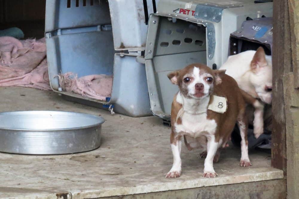 Animal abuse reports on the rise in Costa Rica