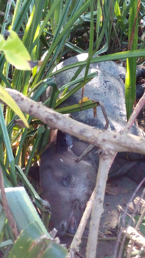 A tapir dozing in the shade.