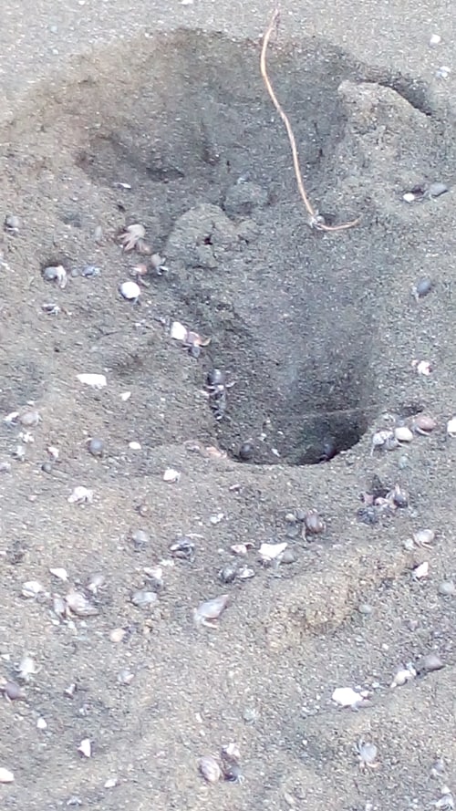 A turtle nest on the beach that has been raided by a predator, probably a coatimundi.