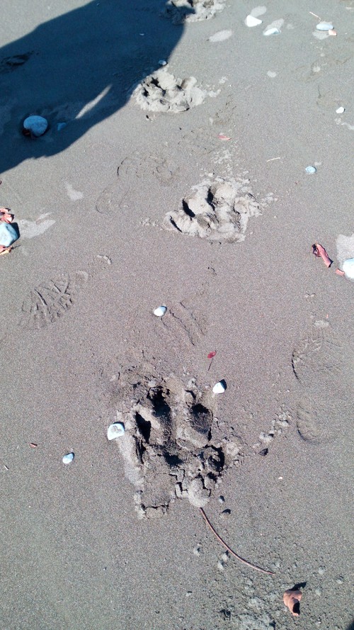 Here they be danta: Tapir tracks on the beach.