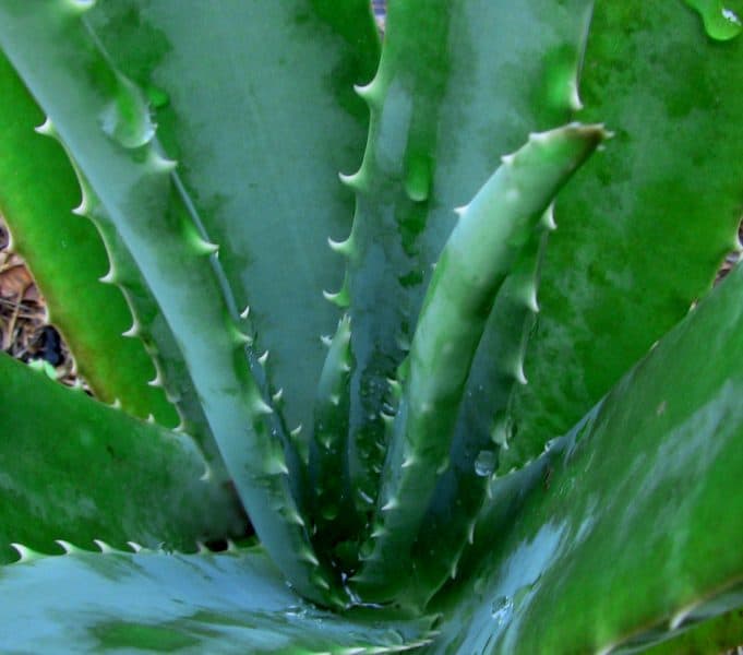 Aloe Vera Plant Costa Rica