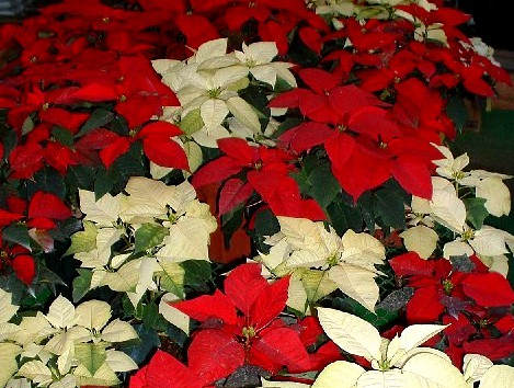 Poinsettia Plants in Costa Rica