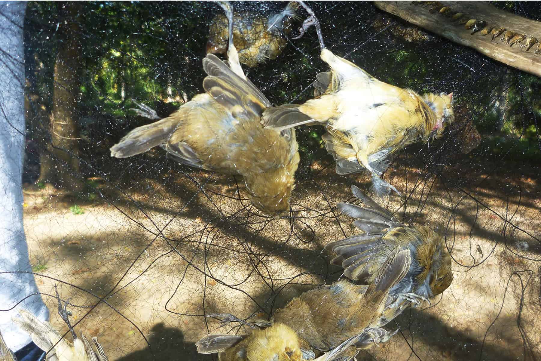 Costa Rica poaching: Birds caught in nets in the central Pacific