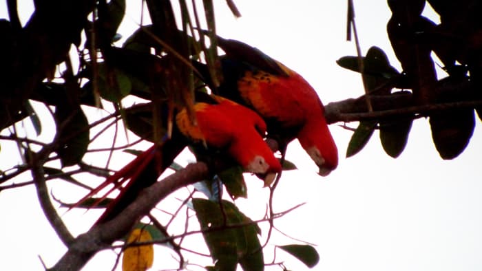 Scarlet macaws.