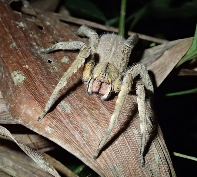 Bolivian wandering spider, considered the most venomous in the world.