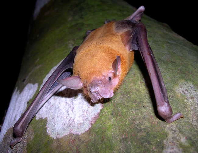 Bulldog fishing bat (Noctilio leporinus).