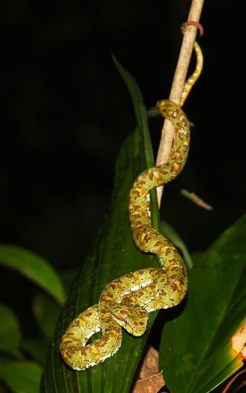 Eyelash pit viper (Bothriechis schlegelii).