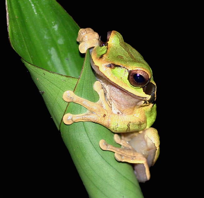 Masked tree frog (Smilisca phaeota).